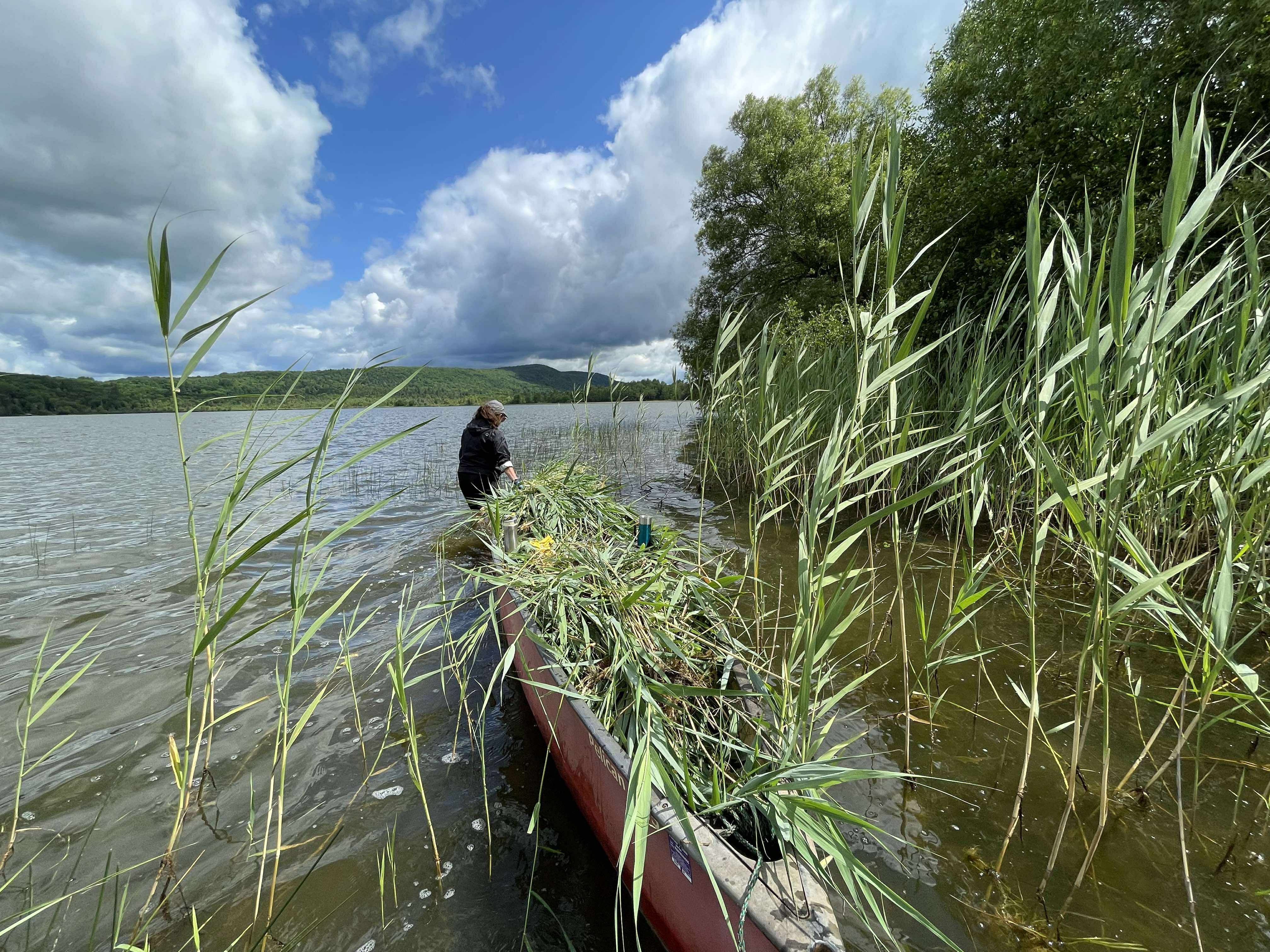 Volunteer at the phragmite control activity.