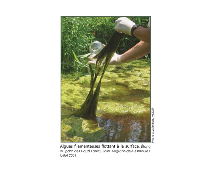 Comment éliminer les algues filamenteuses dans un bassin ?