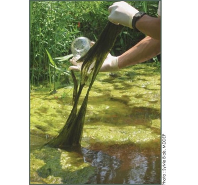 Filamentous green algae - Memphémagog Conservation